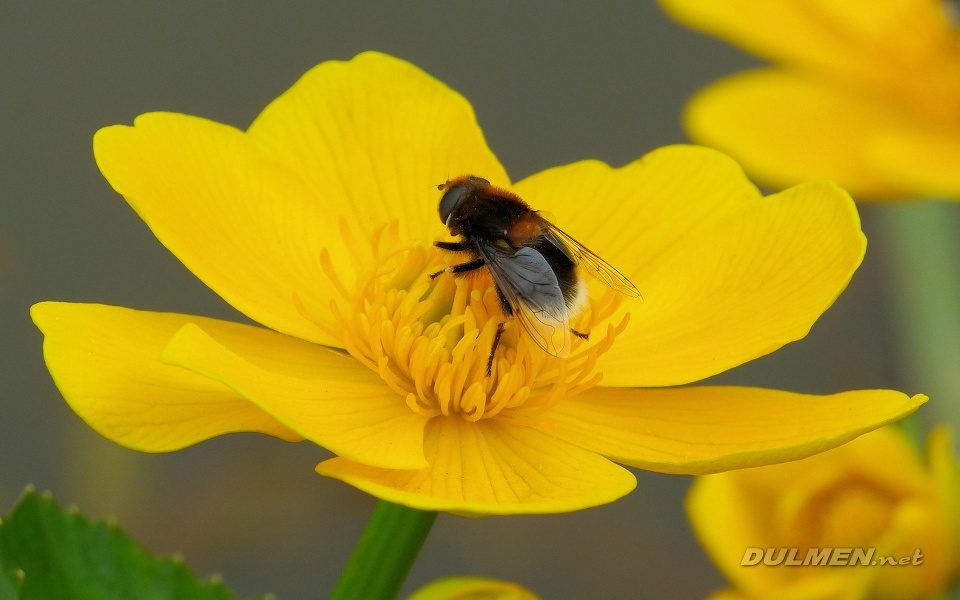Bumblebee Hoverfly (Eristalis intricaria)